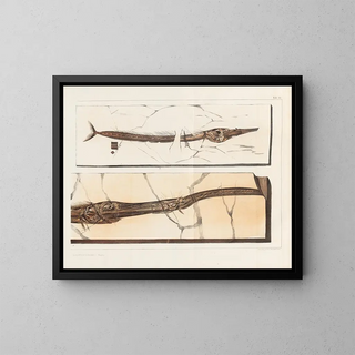 Louis Agassiz - Recherches sur les poissons fossiles Pl199.webp