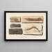 Recherches sur les poissons fossiles Pl203 - Louis Agassiz — gerahmtes Bild an der Wand