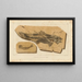 Recherches sur les poissons fossiles Pl204 - Louis Agassiz — gerahmtes Bild an der Wand