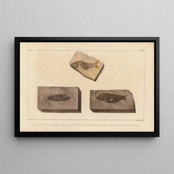 Recherches sur les poissons fossiles Pl205 - Louis Agassiz — gerahmtes Bild an der Wand