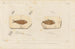 Recherches sur les poissons fossiles Pl206 - Louis Agassiz — Ansicht des Kunstwerks