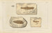 Recherches sur les Poissons Fossiles Pl207 - Louis Agassiz — Ansicht des Kunstwerks