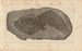 Recherches sur les poissons fossiles Pl213 - Louis Agassiz — Ansicht des Kunstwerks