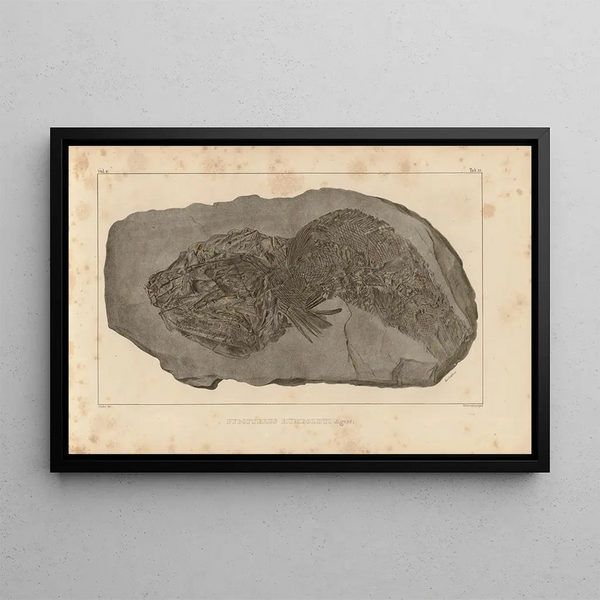 Recherches sur les poissons fossiles Pl213 - Louis Agassiz — gerahmtes Bild an der Wand