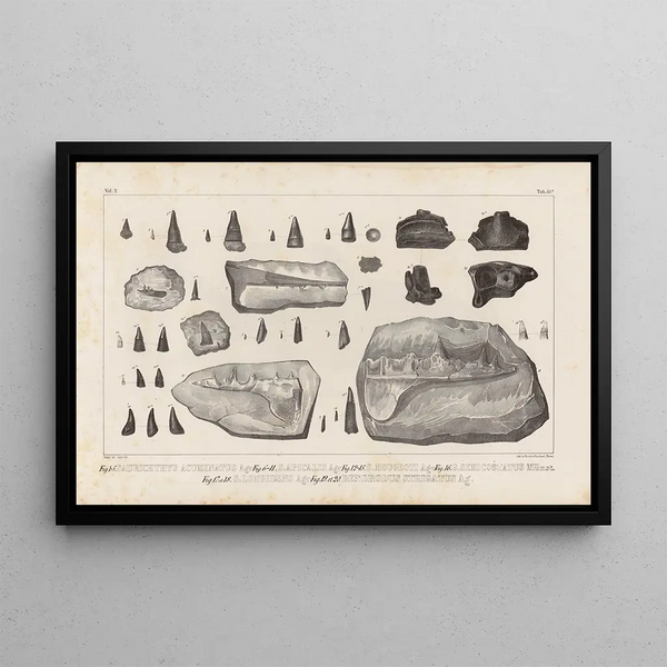 Recherches sur les poissons fossiles Pl214 - Louis Agassiz — gerahmtes Bild an der Wand