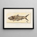 Recherches sur les poissons fossiles Pl216 - Louis Agassiz — gerahmtes Bild an der Wand