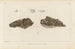 Recherches sur les poissons fossiles Pl. 217 - Louis Agassiz — Ansicht des Kunstwerks