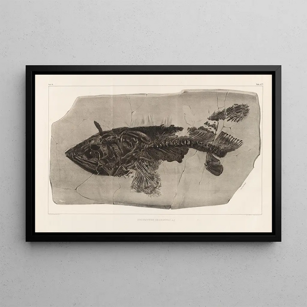 Louis Agassiz - Recherches sur les poissons fossiles Pl219.webp