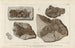 Recherches sur les poissons fossiles Pl221 - Louis Agassiz — Ansicht des Kunstwerks