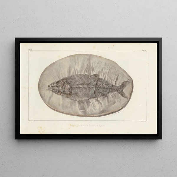 Recherches sur les poissons fossiles Pl223 - Louis Agassiz — gerahmtes Bild an der Wand