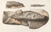 Recherches sur les poissons fossiles Pl224 - Louis Agassiz — Ansicht des Kunstwerks