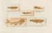 Recherches sur les poissons fossiles, Pl227 - Louis Agassiz — Ansicht des Kunstwerks