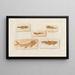 Recherches sur les poissons fossiles, Pl227 - Louis Agassiz — gerahmtes Bild an der Wand