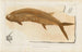 Recherches sur les poissons fossiles Pl233 - Louis Agassiz — Ansicht des Kunstwerks