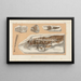 Recherches sur les poissons fossiles Pl236 - Louis Agassiz — gerahmtes Bild an der Wand