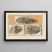 Recherches sur les poissons fossiles Pl237 - Louis Agassiz — gerahmtes Bild an der Wand