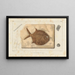 Recherches sur les poissons fossiles Pl241 - Louis Agassiz — gerahmtes Bild an der Wand