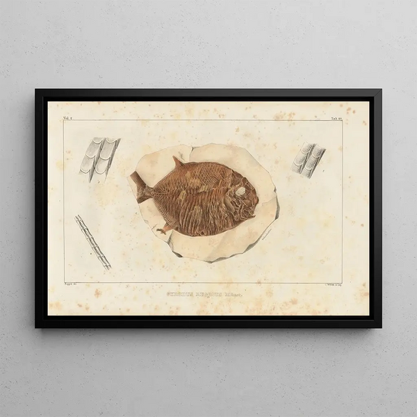 Louis Agassiz - Recherches sur les poissons fossiles Pl242.webp
