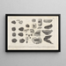 Recherches sur les poissons fossiles Pl243 - Louis Agassiz — gerahmtes Bild an der Wand