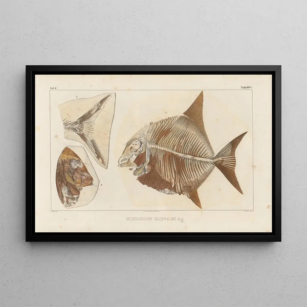Recherches sur les Poissons Fossiles Pl244 - Louis Agassiz — gerahmtes Bild an der Wand