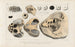 Recherches sur les poissons fossiles Pl247 - Louis Agassiz — Ansicht des Kunstwerks