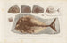 Recherches sur les poissons fossiles Pl248 - Louis Agassiz — Ansicht des Kunstwerks