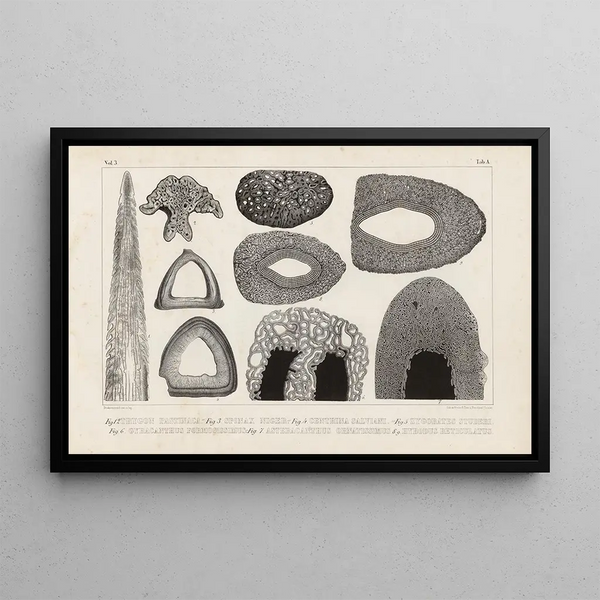 Louis Agassiz - Recherches sur les poissons fossiles Pl253.webp