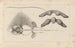 Recherches sur les poissons fossiles Pl260 - Louis Agassiz — Ansicht des Kunstwerks