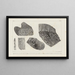 Recherches sur les poissons fossiles Pl264 - Louis Agassiz — gerahmtes Bild an der Wand