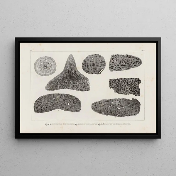 Louis Agassiz - Recherches sur les poissons fossiles Pl265.webp