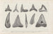 Recherches sur les poissons fossiles Pl267 - Louis Agassiz — Ansicht des Kunstwerks