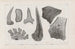 Recherches sur les poissons fossiles Pl269 - Louis Agassiz — Ansicht des Kunstwerks