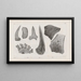 Recherches sur les poissons fossiles Pl269 - Louis Agassiz — gerahmtes Bild an der Wand