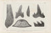 Recherches sur les poissons fossiles Pl270 - Louis Agassiz — Ansicht des Kunstwerks