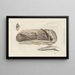 Recherches sur les poissons fossiles Pl275 - Louis Agassiz — gerahmtes Bild an der Wand