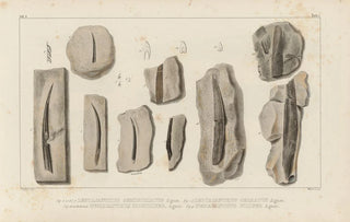 Louis Agassiz - Recherches sur les poissons fossiles Pl280.webp