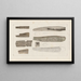 Recherches sur les poissons fossiles Pl281 - Louis Agassiz — gerahmtes Bild an der Wand