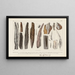 Recherches sur les poissons fossiles Pl283 - Louis Agassiz — gerahmtes Bild an der Wand