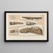 Recherches sur les poissons fossiles Pl286 - Louis Agassiz — gerahmtes Bild an der Wand