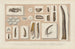 Recherches sur les poissons fossiles Pl287 - Louis Agassiz — Ansicht des Kunstwerks