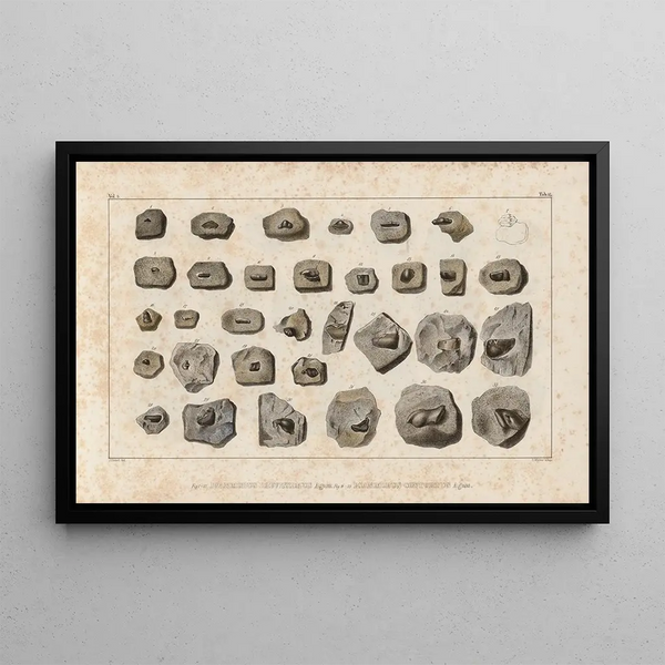 Recherches sur les poissons fossiles Pl291 - Louis Agassiz — gerahmtes Bild an der Wand
