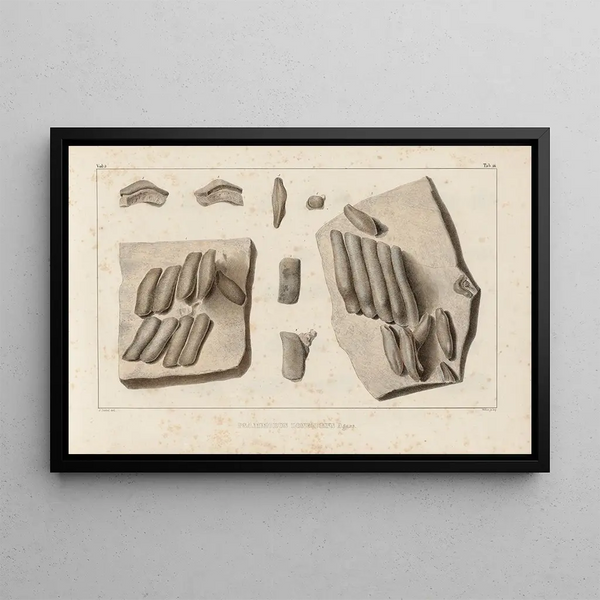 Louis Agassiz - Recherches sur les poissons fossiles Pl293.webp