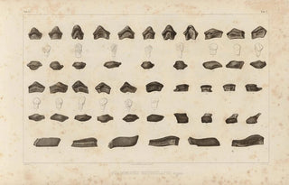Louis Agassiz - Recherches sur les poissons fossiles Pl294.webp