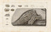 Recherches sur les poissons fossiles Pl298 - Louis Agassiz — Ansicht des Kunstwerks