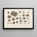 Recherches sur les Poissons Fossiles Pl301 - Louis Agassiz — gerahmtes Bild an der Wand