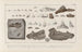 Recherches sur les poissons fossiles, Pl. 303 - Louis Agassiz — Ansicht des Kunstwerks