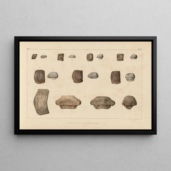 Louis Agassiz - Recherches sur les poissons fossiles Pl305.webp