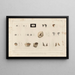 Recherches sur les poissons fossiles, Pl. 309 - Louis Agassiz — gerahmtes Bild an der Wand