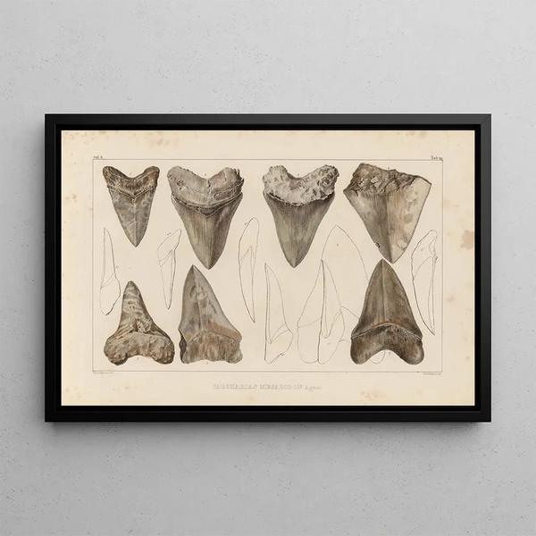 Recherches sur les poissons fossiles Pl. 311 - Louis Agassiz — gerahmtes Bild an der Wand