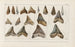 Recherches sur les poissons fossiles Pl312 - Louis Agassiz — Ansicht des Kunstwerks